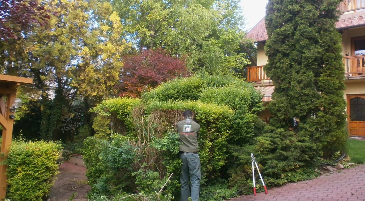 Professzionális alapok a gyommentes és rendezett kerthez