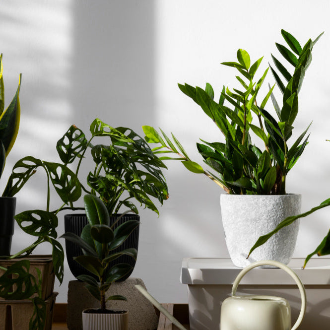 Növénykínálatunk