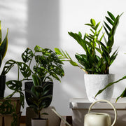 Növénykínálatunk