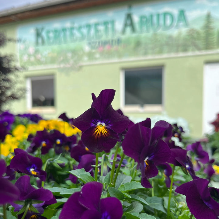 Kertészeti Áruda – Ismerjen meg bennünket