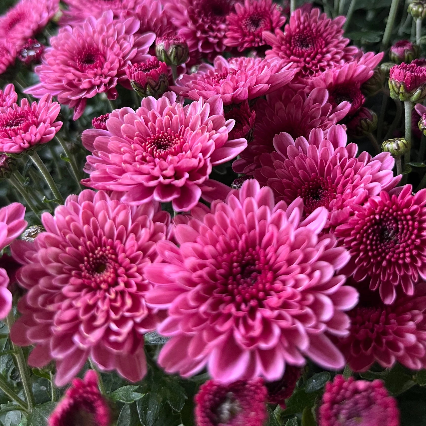 Ezért válaszd a növénybérlést